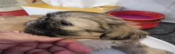 Shih Tzu dogs for sale: Kc reg Stunning tiny baby 2 boys - Advert 15