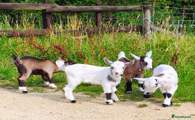 Goats livestock - Advert 1
