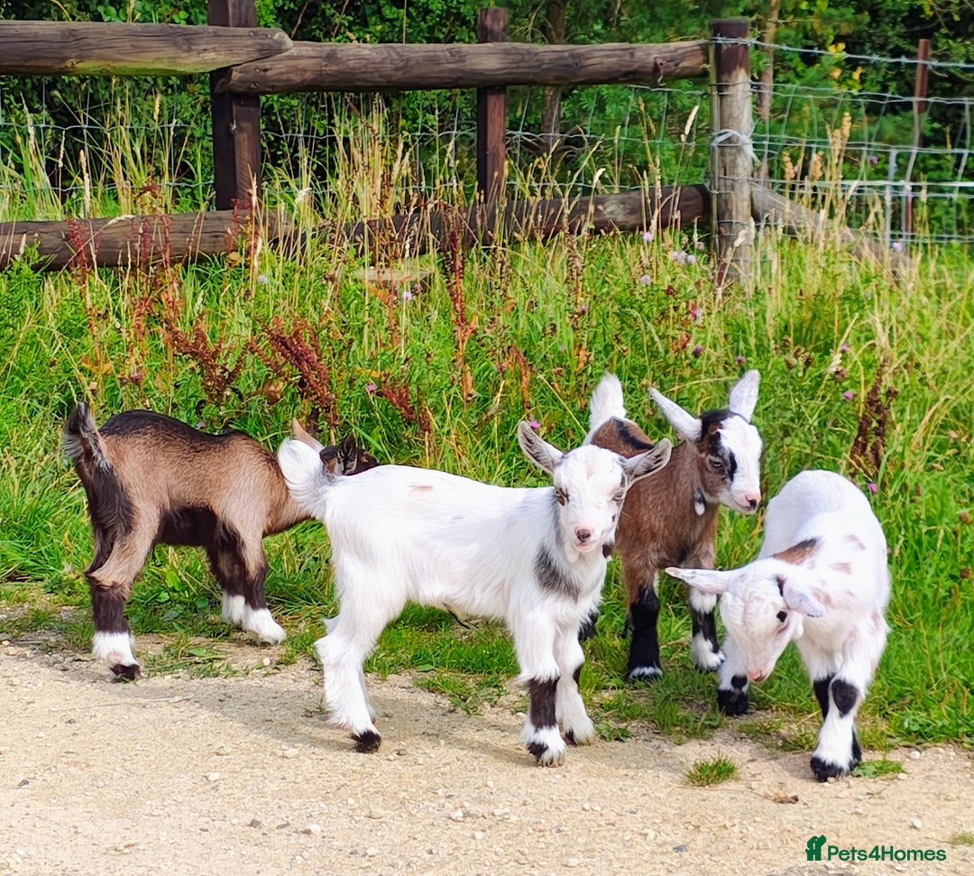 Goats livestock for sale: Pygmy goat kids mixed - Image 1
