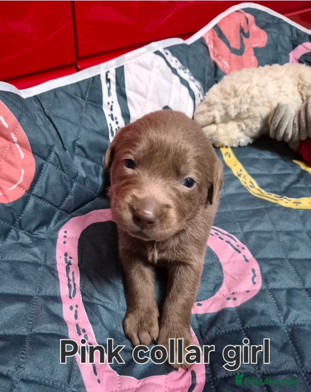 Labrador Retriever dogs for sale: 💎 Stunning Litter of 8 Silver Labradors 💎 - Advert 15