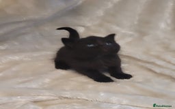 Mixed Breed cats for sale: Gorgeous kittens for sale 😍 💙 ❤️  - Image 7
