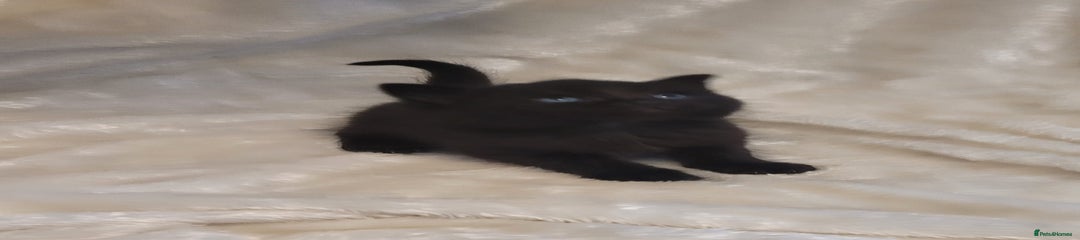 Fully black kitten 