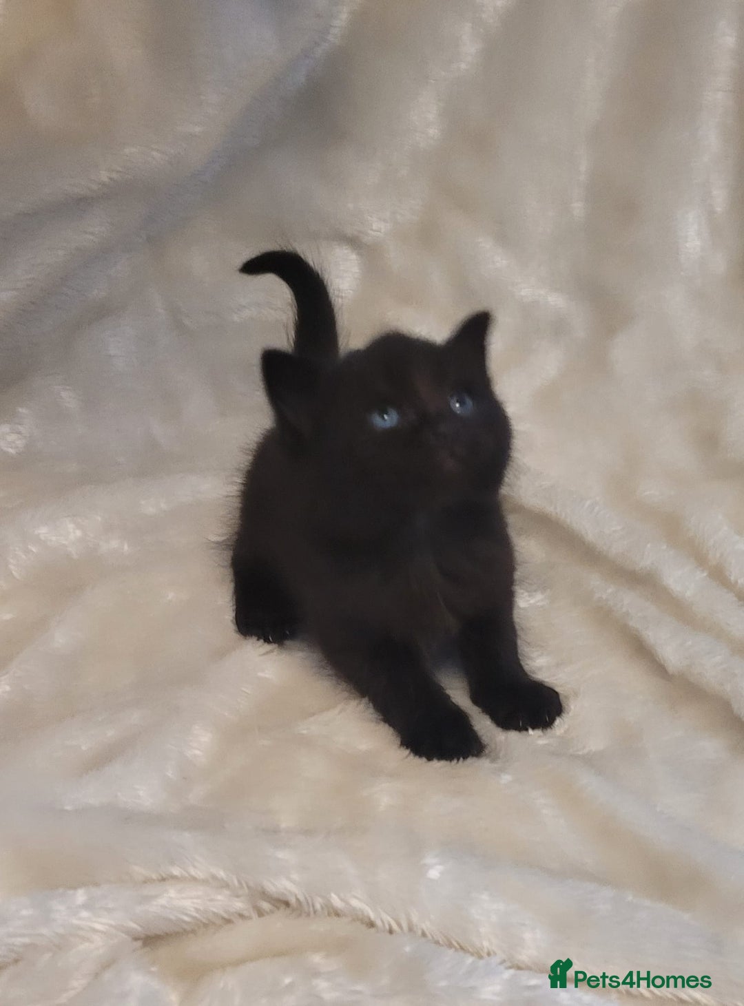 Mixed Breed cats for sale: Gorgeous kittens for sale 😍 💙 ❤️  - Image 7