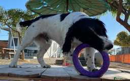 English Springer Spaniel dogs for adoption: Lazar - Very special spaniel seeks special home - Image 5