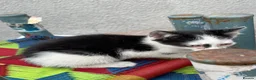 Mixed Breed cats for sale: KITTENS FOR SALE - Advert 13