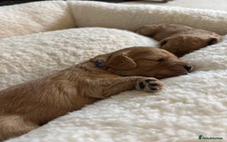 Cavapoo dogs for sale: Beautiful F1B Cavapoo puppies - Advert 7