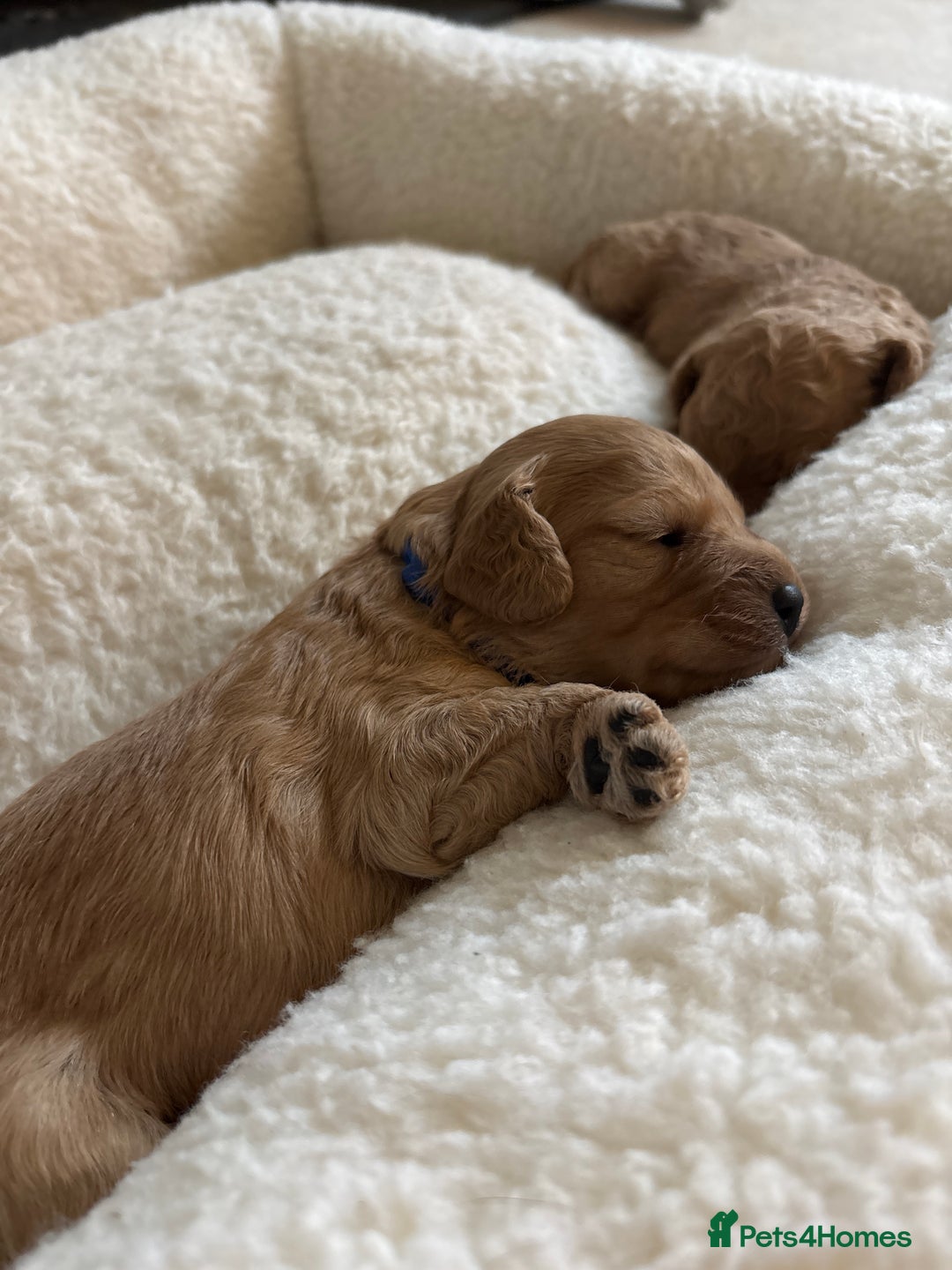 Cavapoo dogs for sale: Beautiful F1B Cavapoo puppies - Advert 7