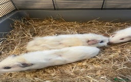 Guinea Pig rodents for sale: 5 Baby Guinea Pigs - Advert 4