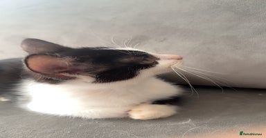 Mixed Breed cats - Advert 11