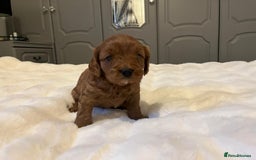 Cavapoo dogs for sale: ✨ Dark Red Cavapoo Puppies ✨** - Image 9
