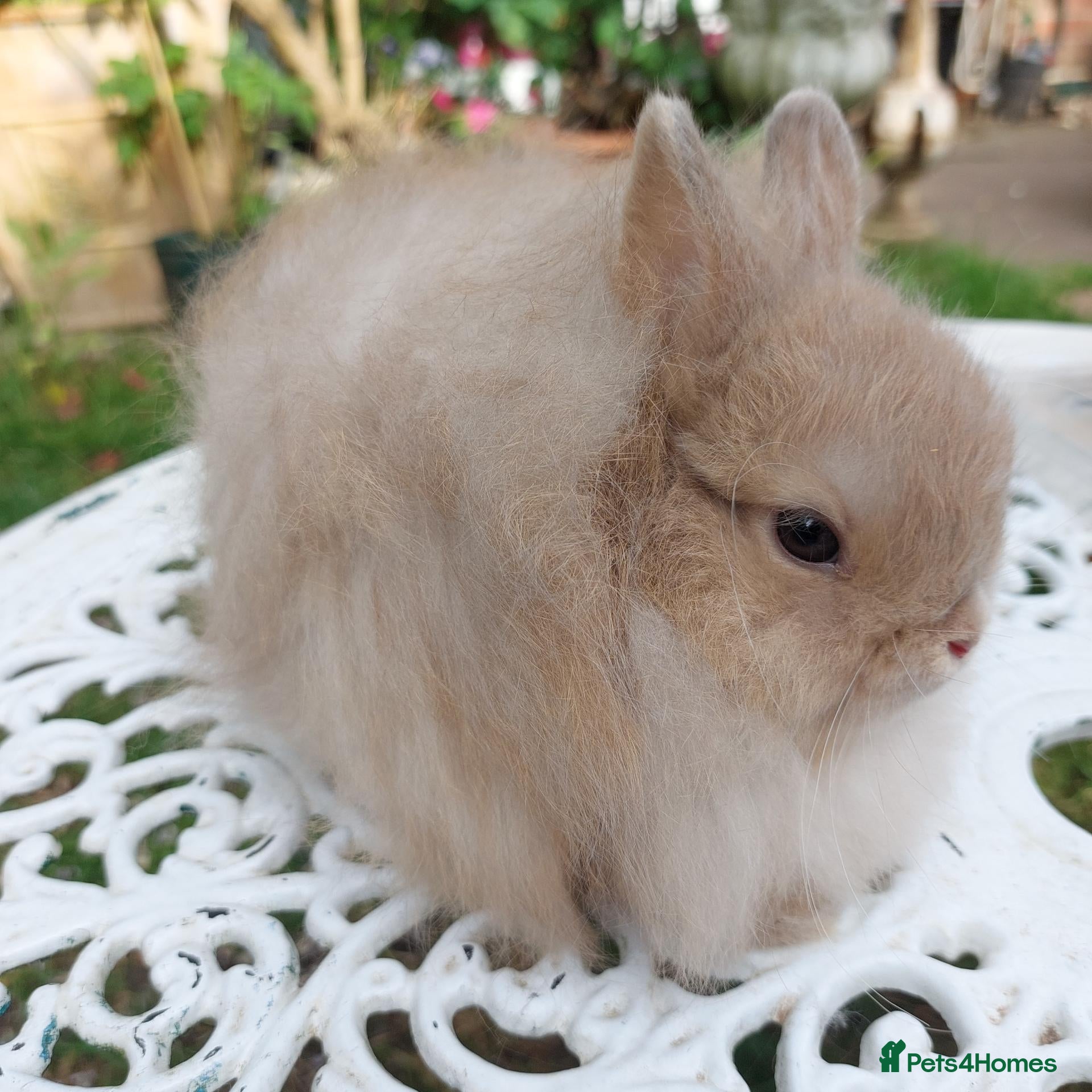 Cashmere Lop rabbits STUNNING JERSEY WOOLY BUCK  - Advert 1