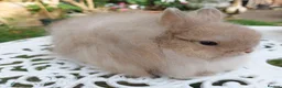 Cashmere Lop rabbits for sale: STUNNING JERSEY WOOLY BUCK  - Advert 1