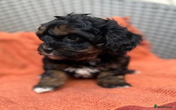 Shihpoo dogs for sale: Fluffy ShihPoo puppies - Image 8