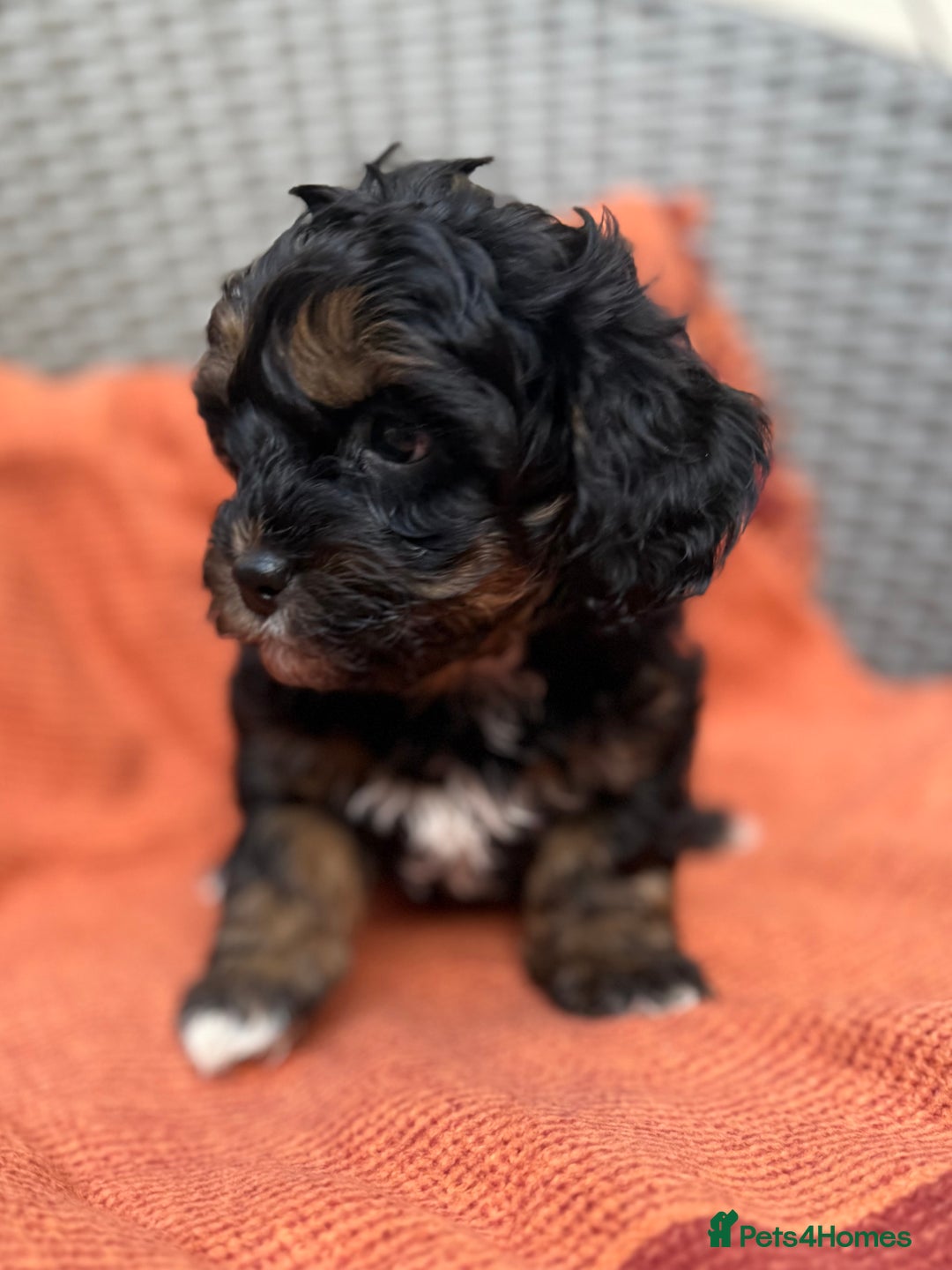 Shihpoo dogs for sale: Fluffy ShihPoo puppies - Image 8