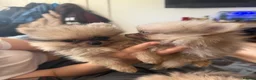Pomchi dogs for sale: Reduced READY TO LEAVE Tiny 3/4 Pom 1/4 chi  pups  - Advert 12