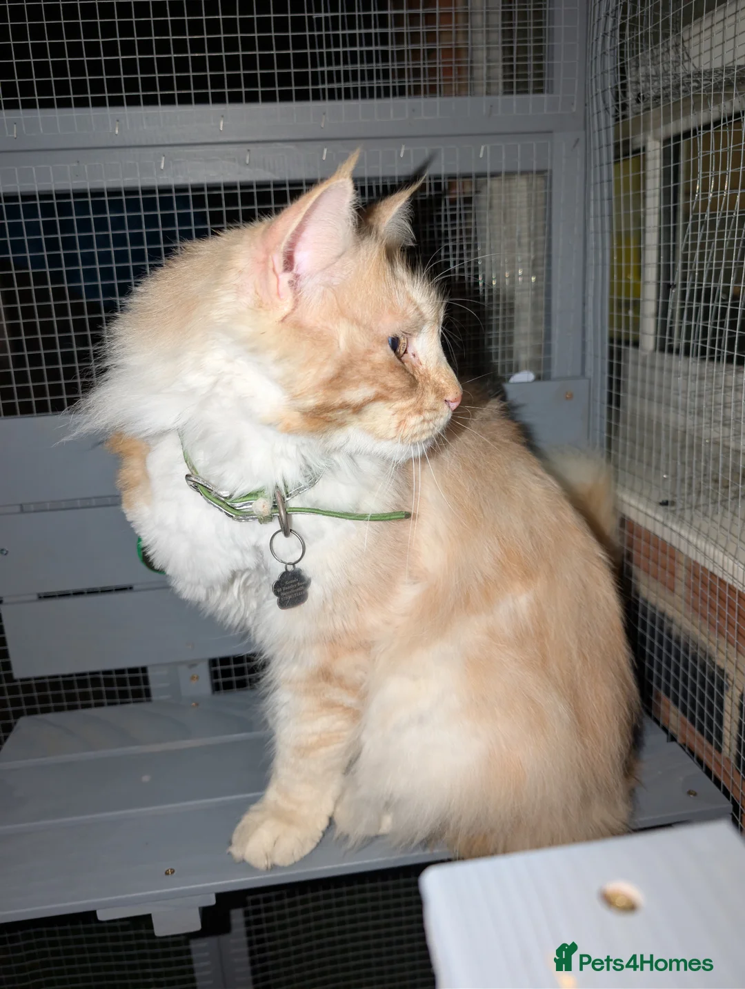 Maine Coon cats for sale: Male Maincoon  - Advert 2