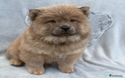 Chow Chow dogs for sale: KC Reg Chow Chow Puppies  - Image 3