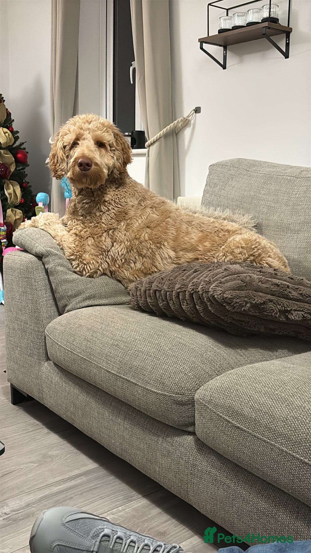 Labradoodle dogs for sale: Teddy - Advert 1