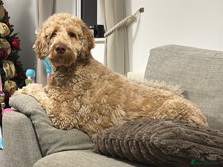 Labradoodle dogs Teddy - Advert 1