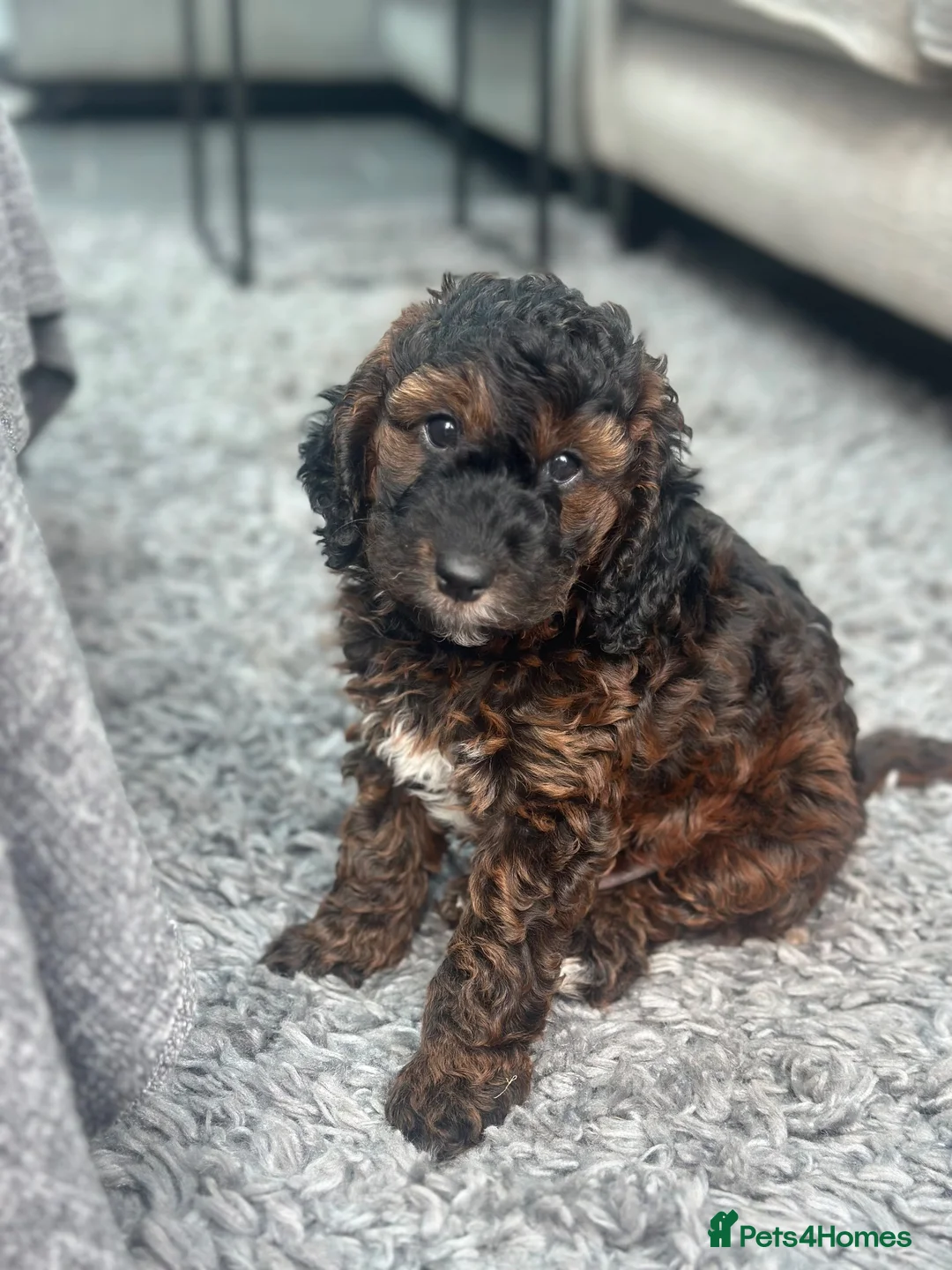 Cockapoo dogs for sale: MALE COCKAPOO PUPPY FOR SALE  in Kidderminster - Advert 2