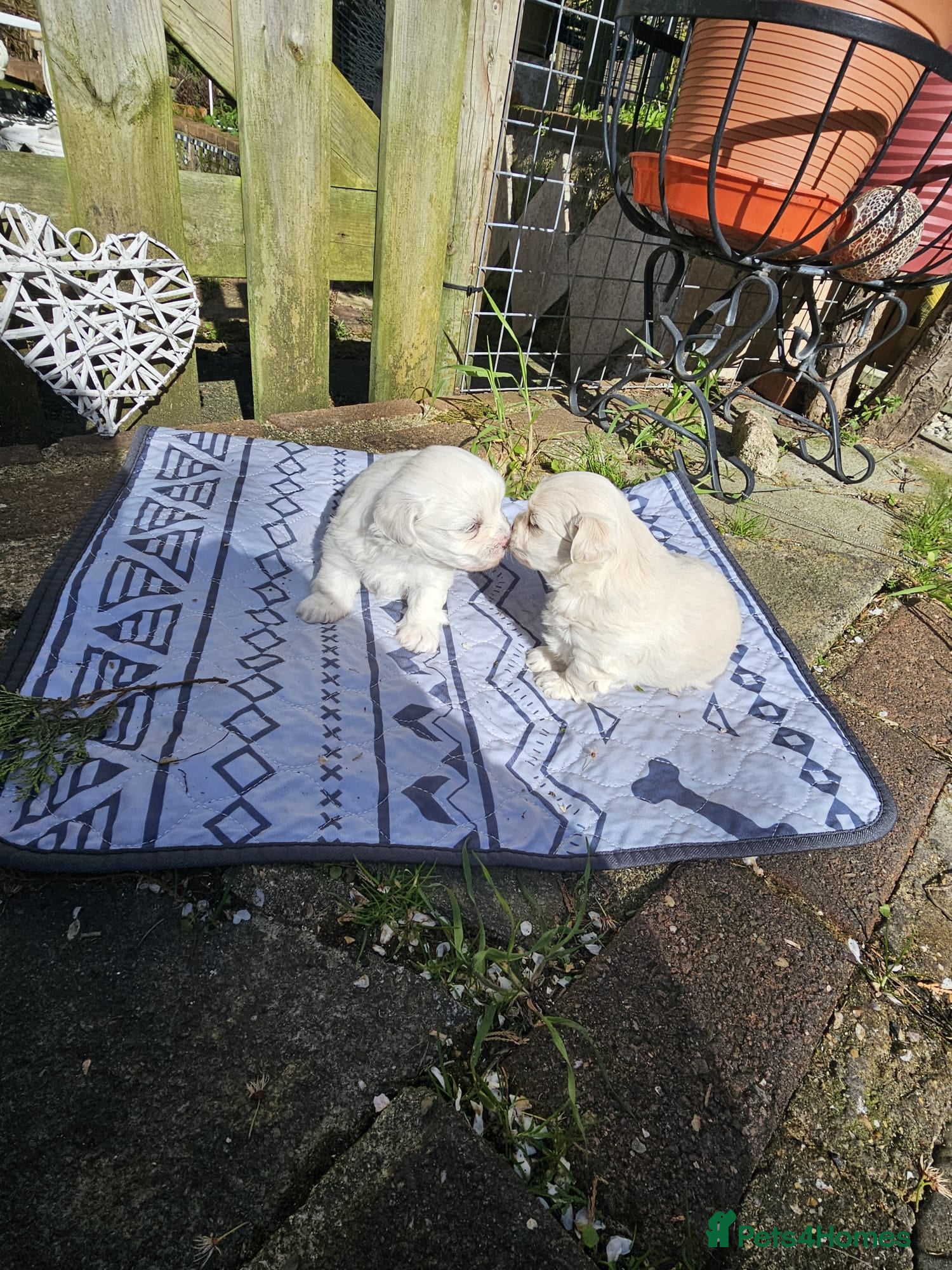 Maltese dogs 2 puppies Bichons maltese - Advert 2