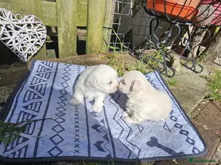 Maltese dogs 2 puppies Bichons maltese - Advert 2