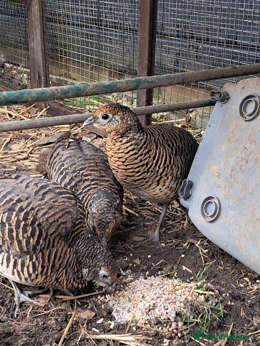Pheasants poultry for sale: lady amherst pheasant  - Image 10