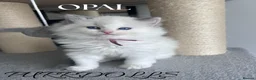 Ragdoll cats for sale: Tica registered ragdoll kittens  - Advert 2