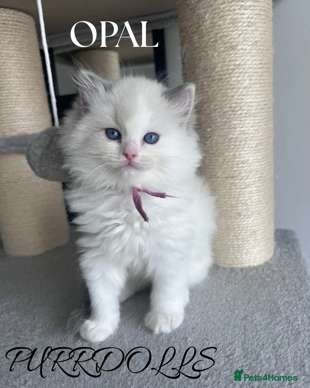 Ragdoll cats for sale: Tica registered ragdoll kittens  - Advert 2