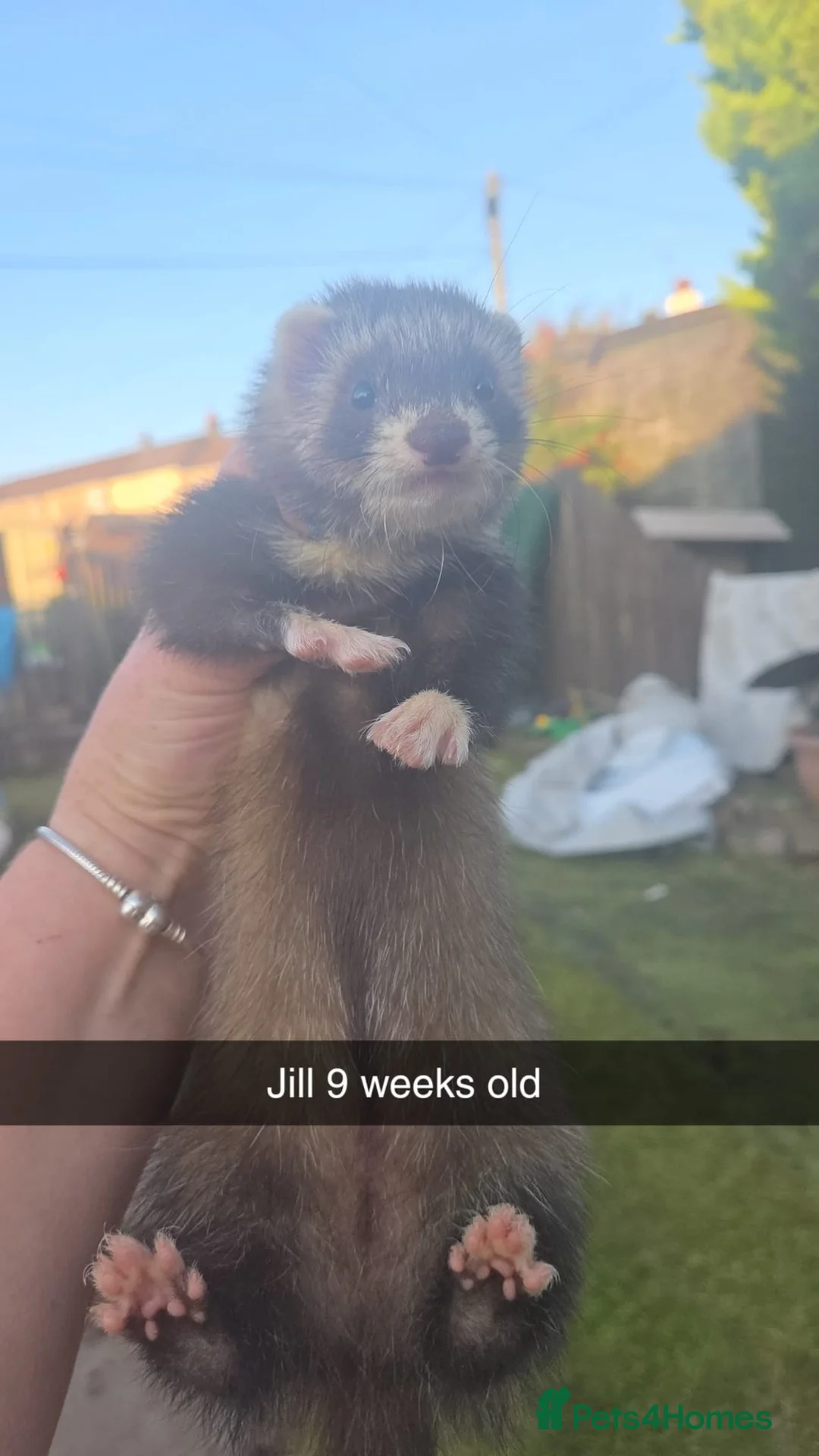 Ferret rodents for sale: Mixed lot of ferrets hobs and Jill's  - Advert 7