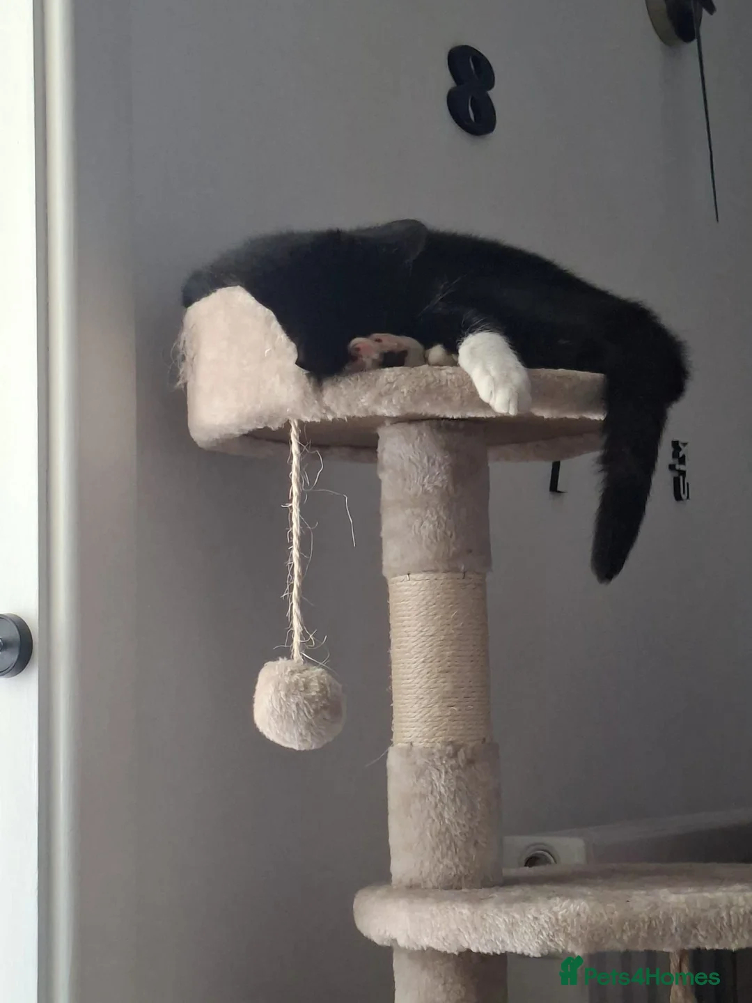 Mixed Breed cats for sale: Rehome, 1 year old in Burnley - Advert 9