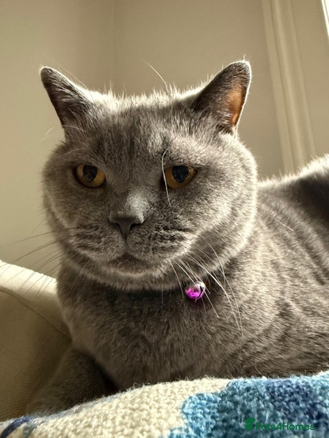 British Shorthair cats for sale: Handsome, shy cat looking for single cat home - Image 4