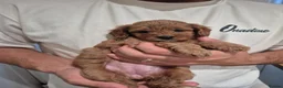 Cockapoo dogs for sale:  F1B red and apricot curly and wavy cockapoos - Advert 5