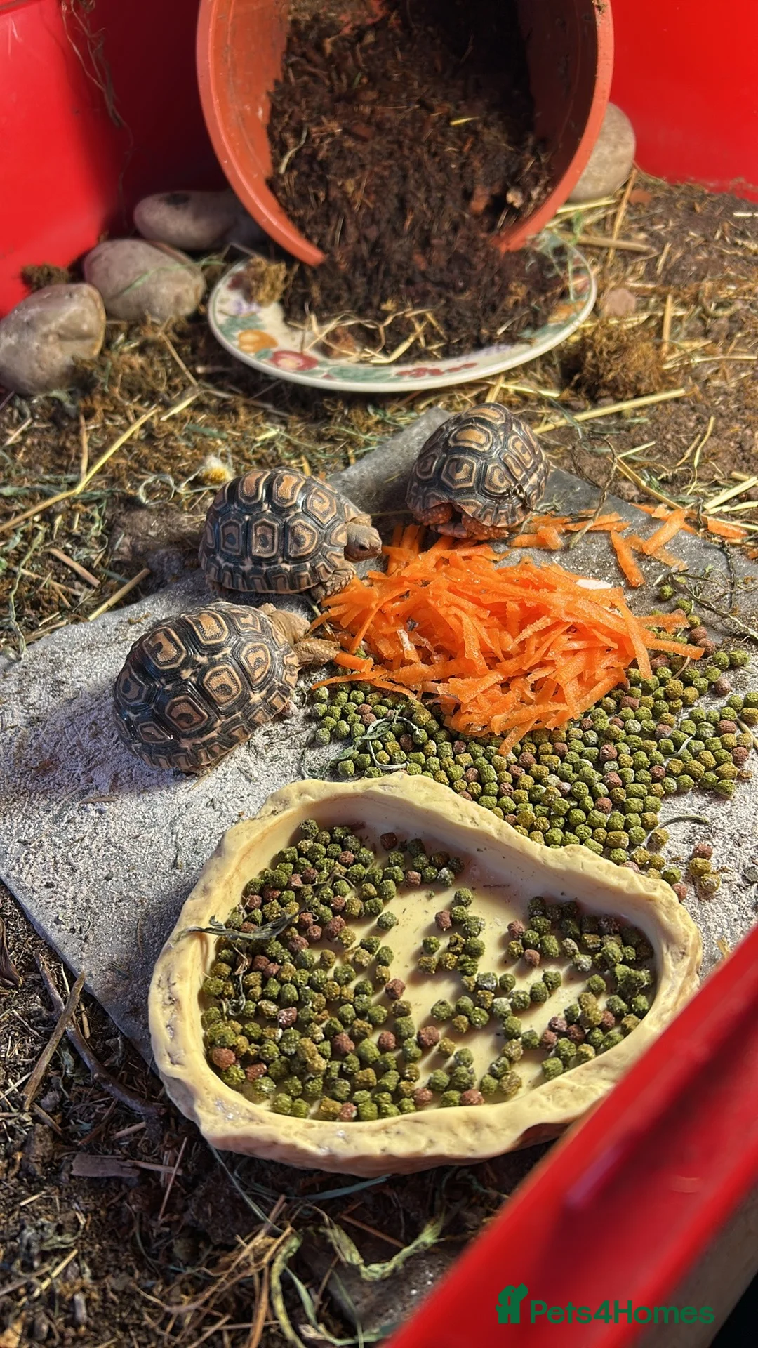 Tortoise reptiles for sale: Leopard tortoise x2 babies  - Advert 1