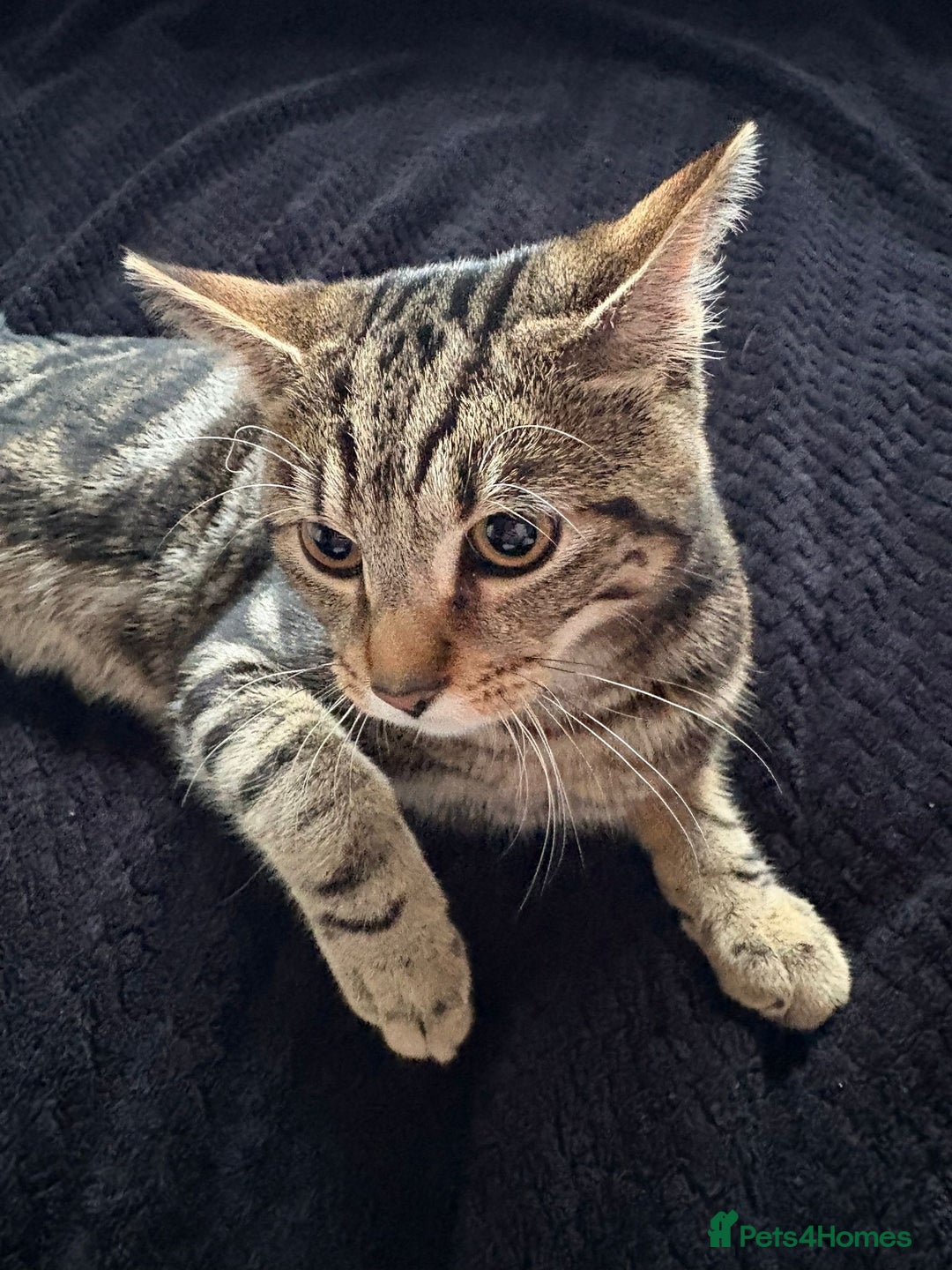 Mixed Breed cats for sale: Tabby male 6 month old kitten - Advert 3