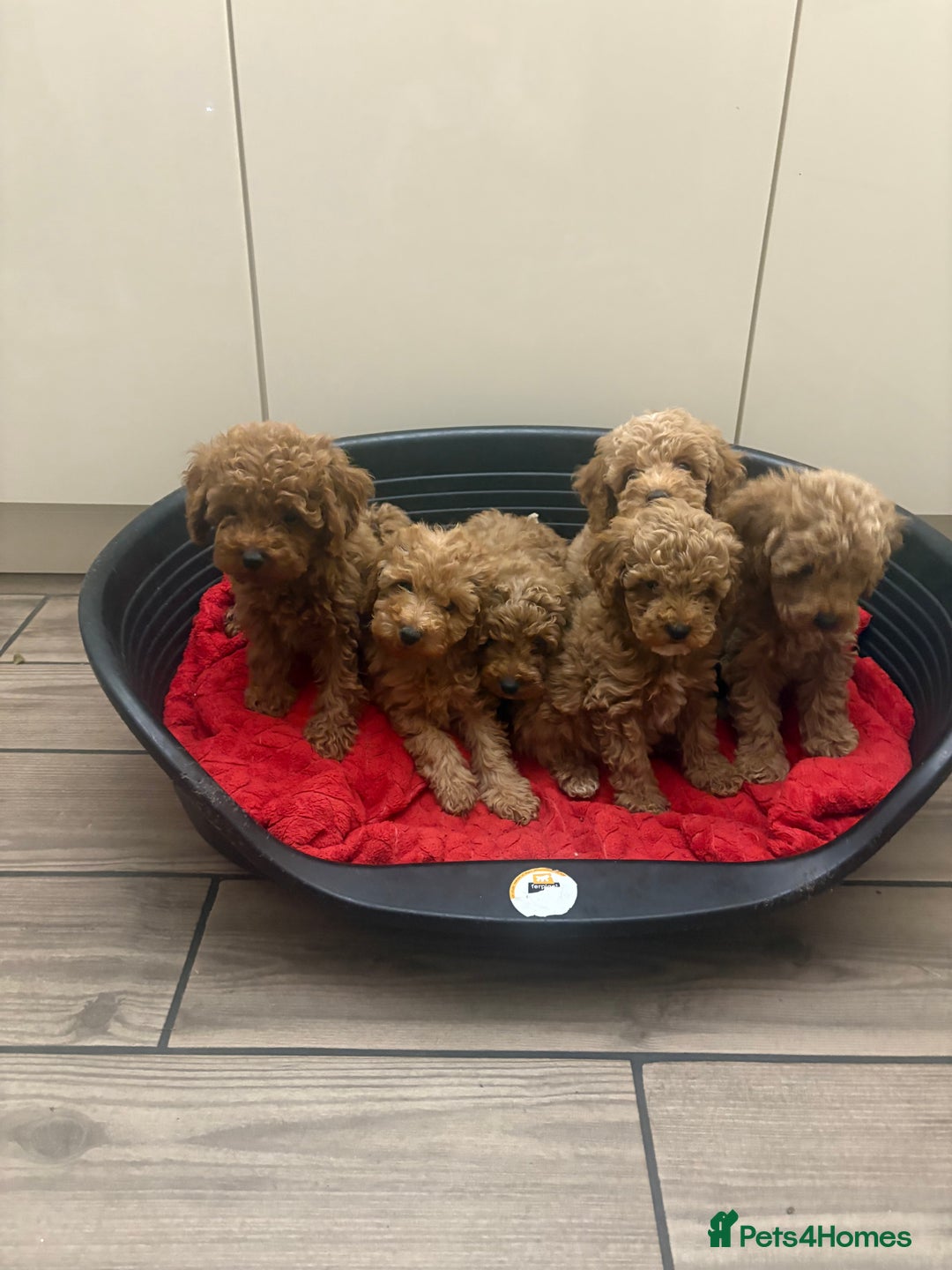 Miniature Poodle dogs for sale: Miniature poodle puppies  - Advert 9