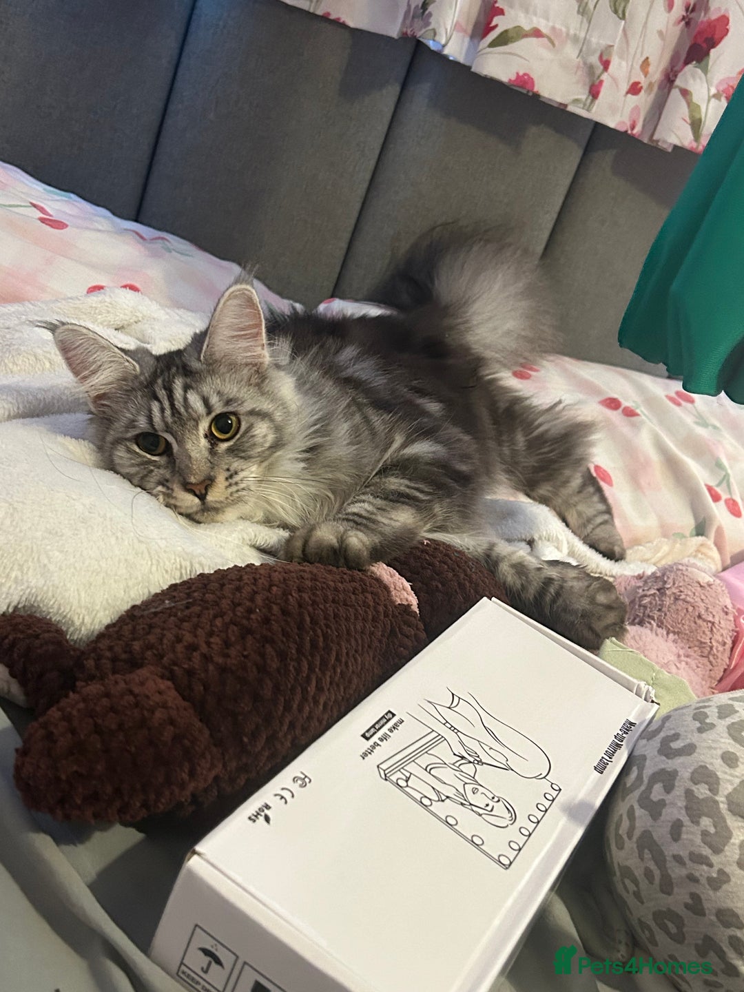 Maine Coon cats for sale: Active Maine Coon Breeding Queen - Image 6