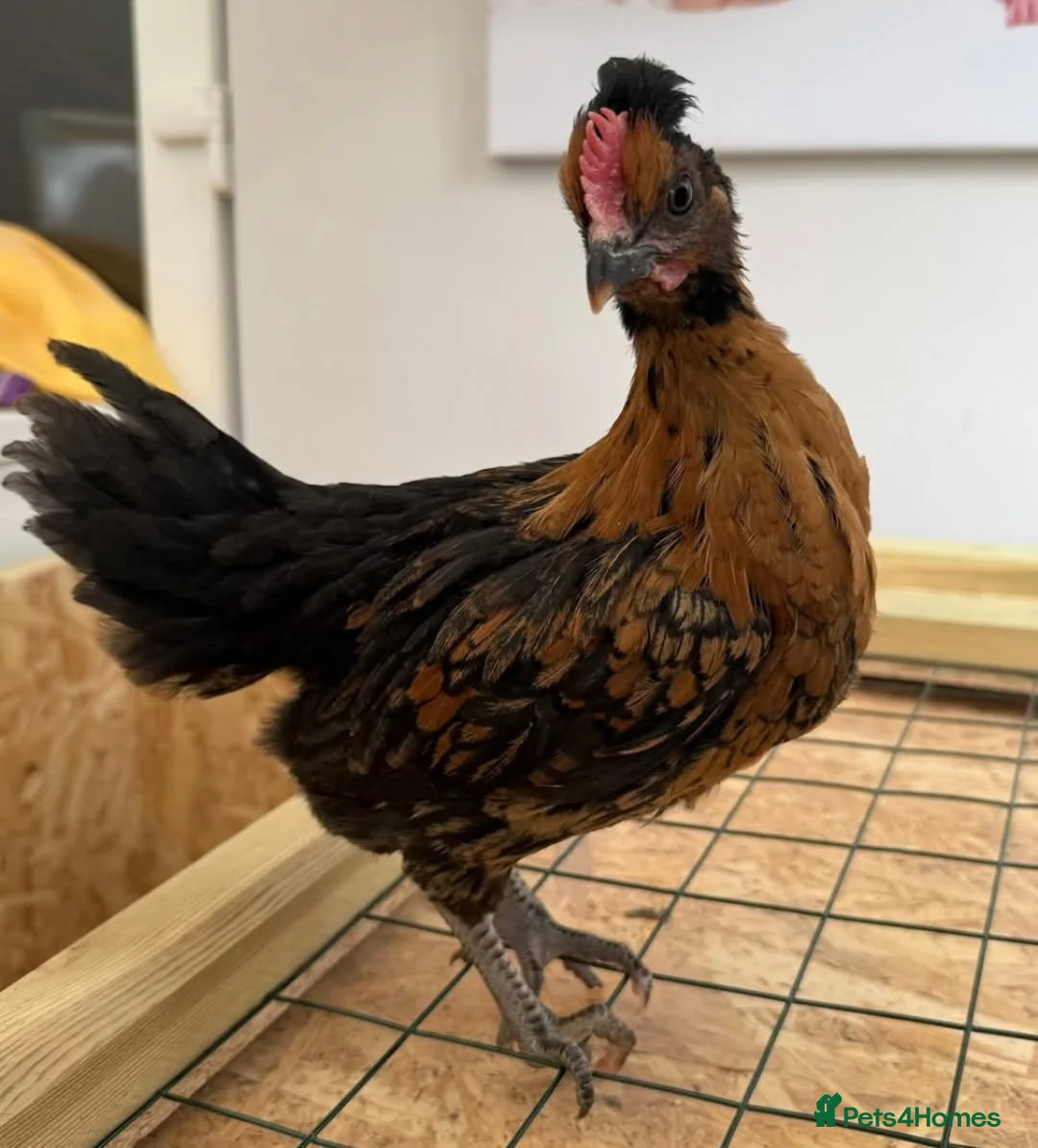 Chickens poultry for sale: 3 Cockerels - Advert 1