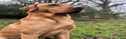 Labrador Retriever dogs for stud: Labrador stud boys in Saltburn-by-the-Sea - Advert 6