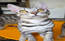 Bengal cats for sale: Exceptional Silver Rosetted Boy Available  - Advert 23