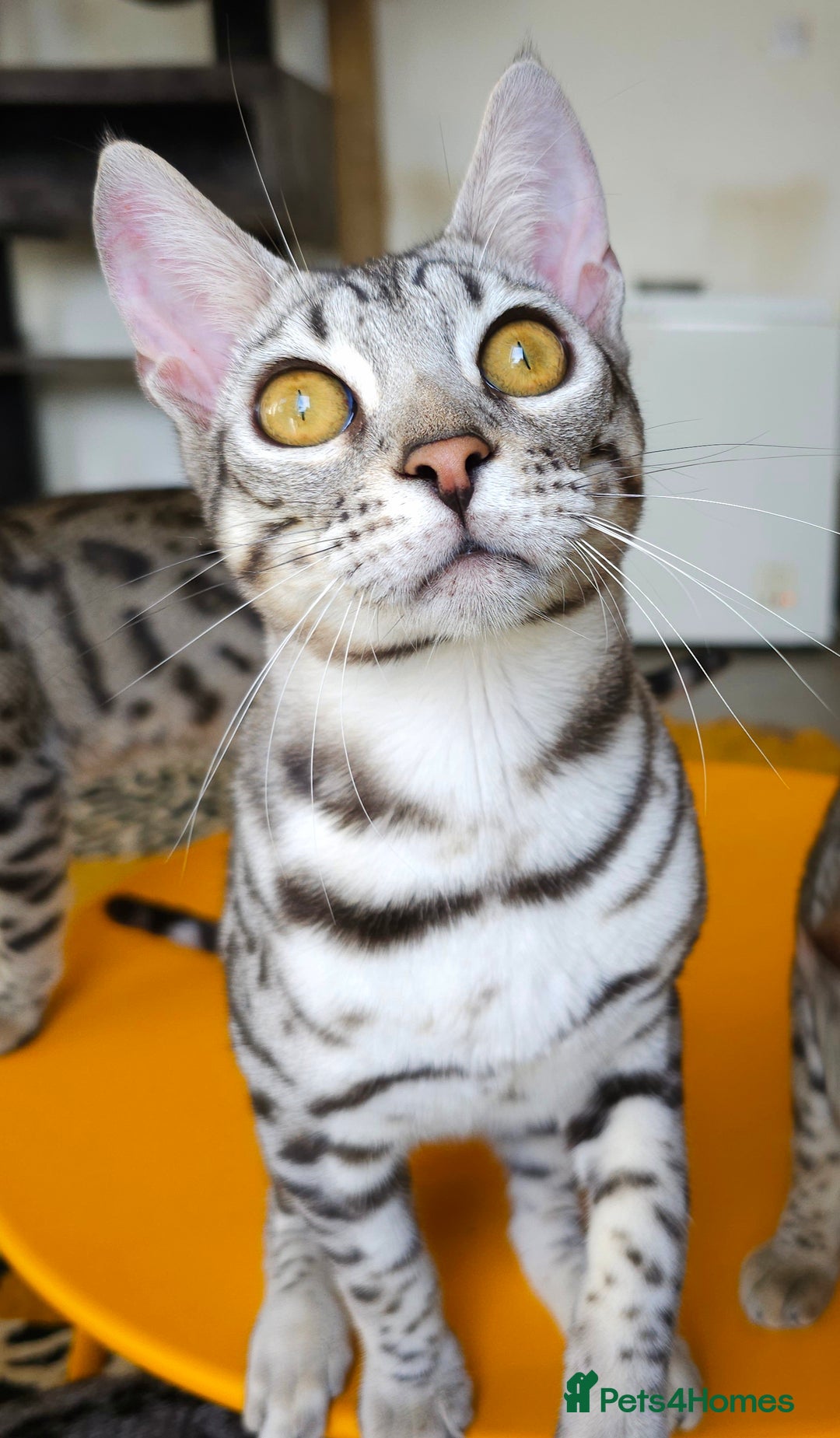 Bengal cats for sale: Exceptional Silver Rosetted Boy Available  - Advert 23