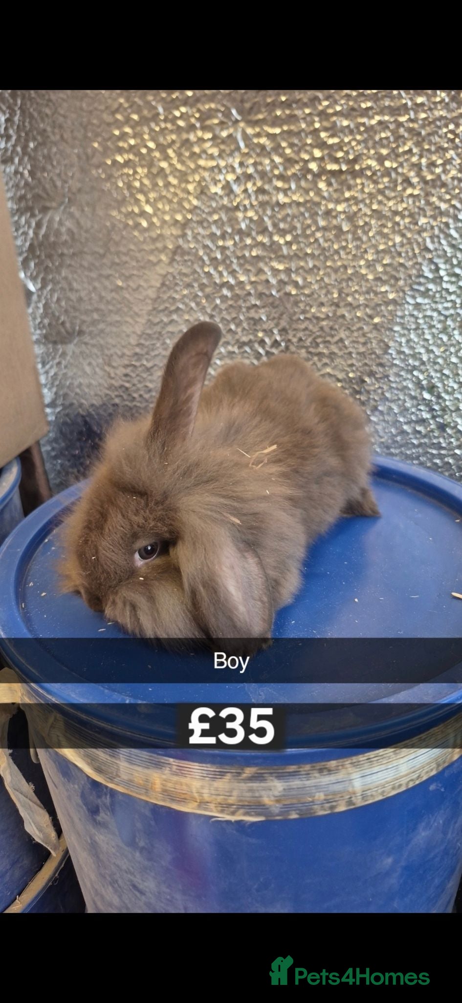Mixed Breed rabbits Baby Lionhead Rabbits 8 week old, handled daily  - Advert 8