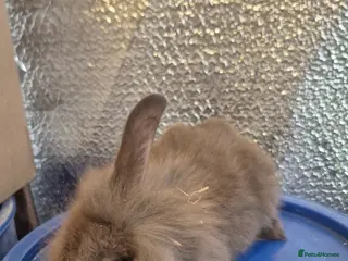 Mixed Breed rabbits Baby Lionhead Rabbits 8 week old, handled daily - Advert 8
