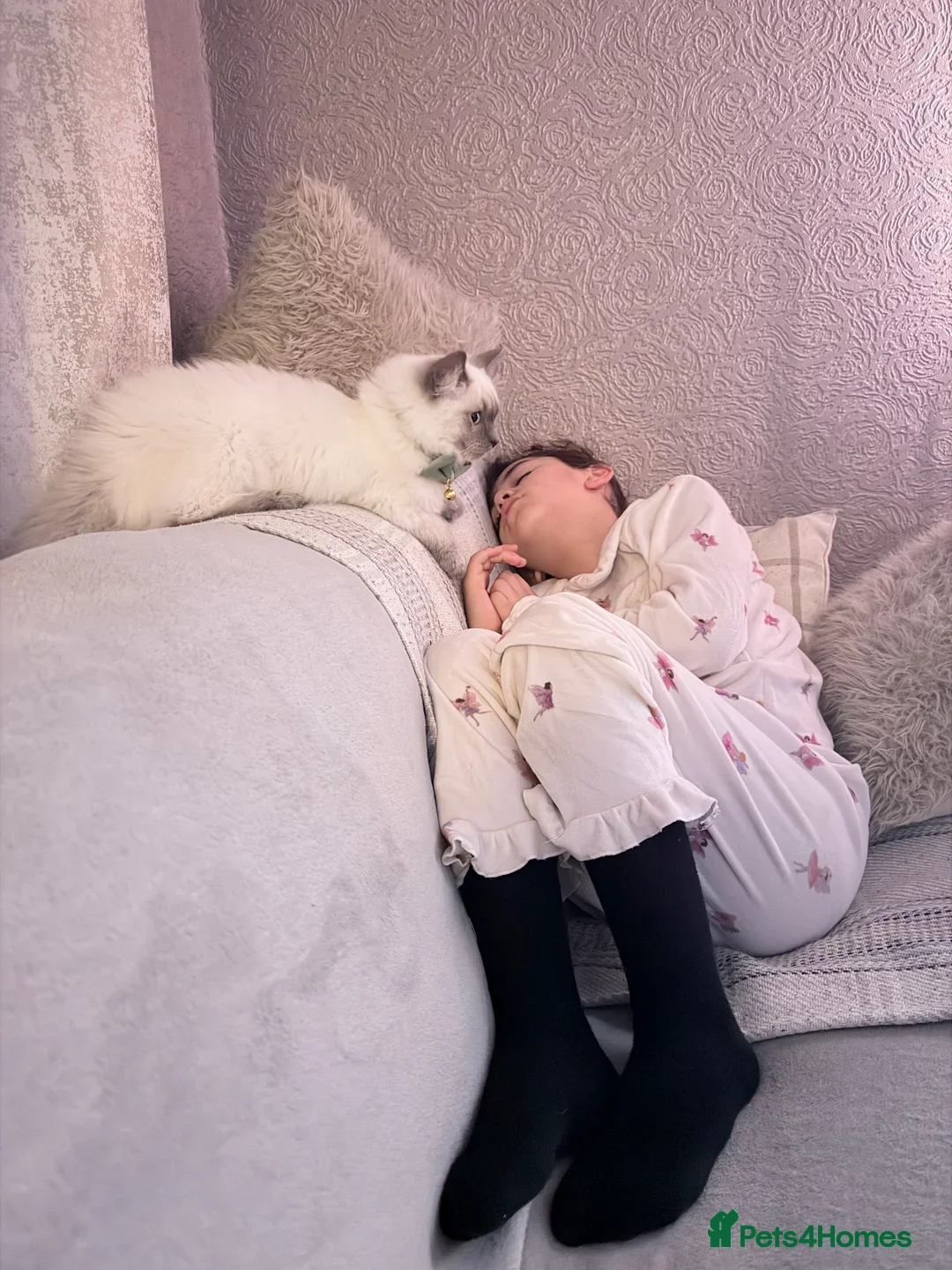 Ragdoll cats for sale: Bonded ragdoll kittens stunning blue eyed males - Advert 8