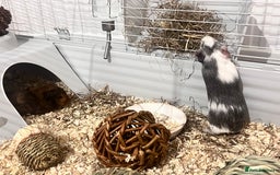 Guinea Pig rodents for sale: Ready to go! 2 male guinea pigs  - Image 3