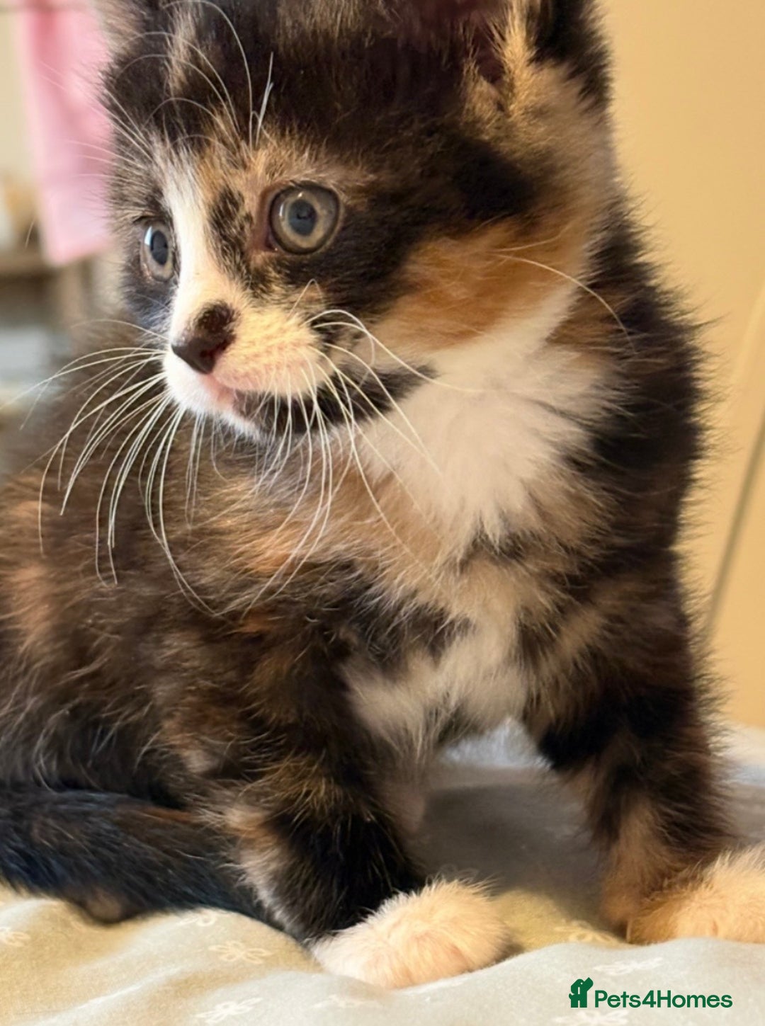 Mixed Breed cats for sale: Stunning Calico Kitten - Advert 1