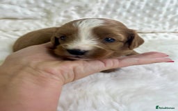 Cavapoo dogs for sale: Top Class Extensively tested F1b Toy Cavapoo pups - Image 11