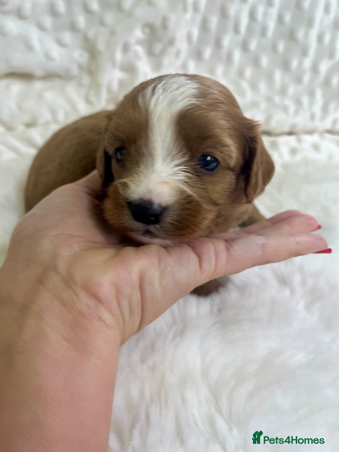 Cavapoo dogs for sale: Top Class Extensively tested F1b Toy Cavapoo pups - Image 11