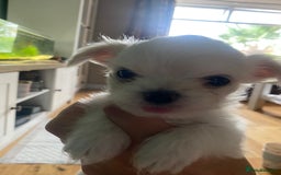 Chihuahua dogs for sale: Two white Chihuahua puppies  - Image 7
