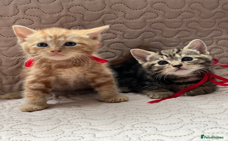 Domestic Shorthair cats - Advert 3